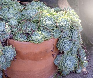 Succulents outdoors