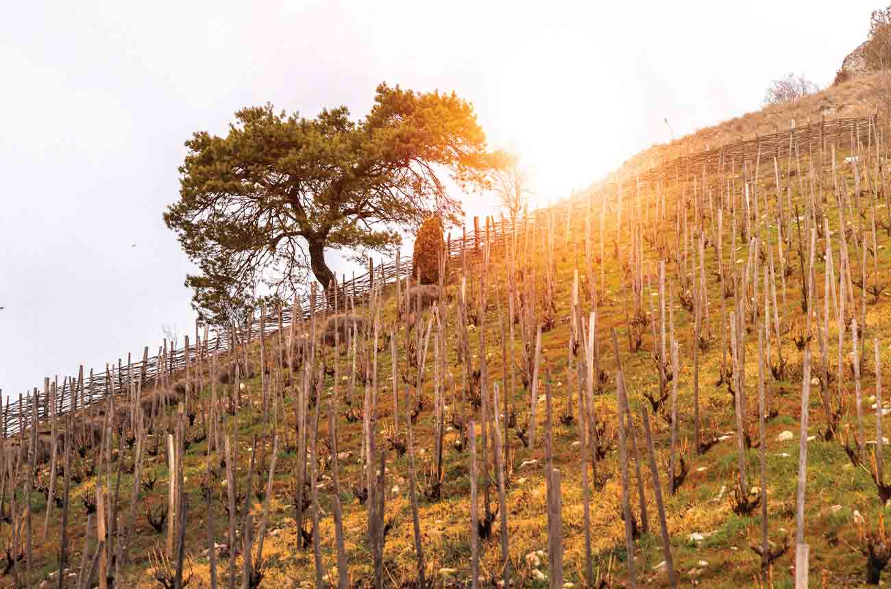 Vineyards on steep volcanic hillsides in Hungary