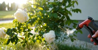 person watering yellow rose bush in the garden