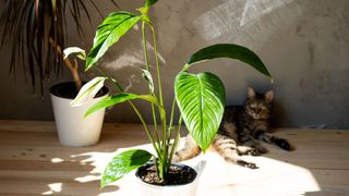 picture of peace lily with a cat