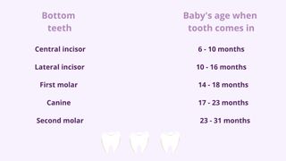 Baby teeth chart table in purple