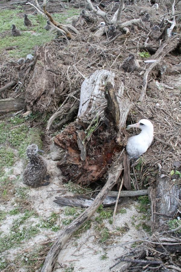 Midway island tsunami video