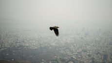 A crow flying over Tehran