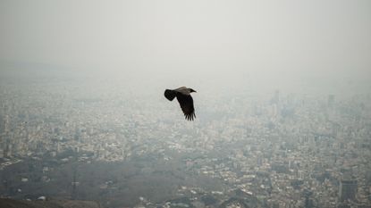 A crow flying over Tehran