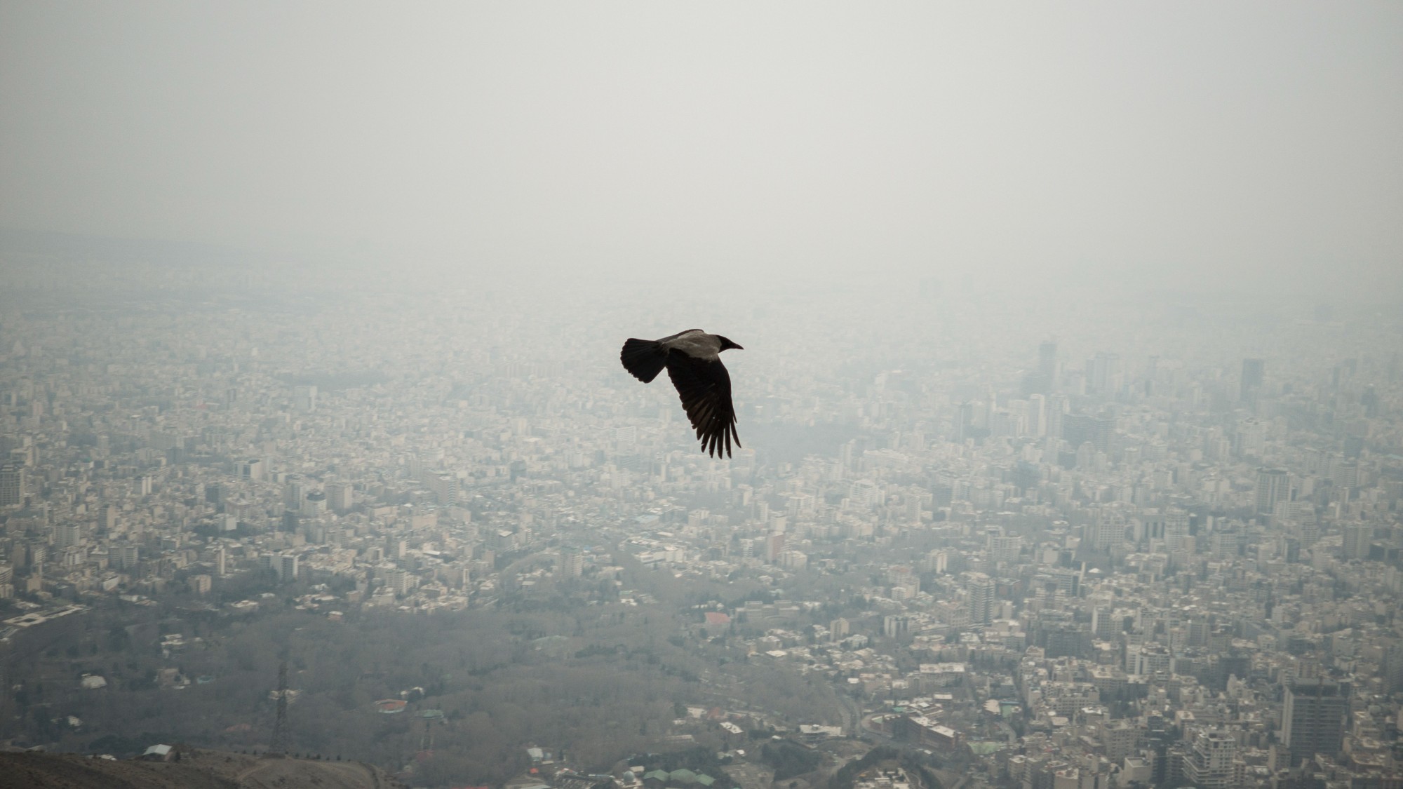 A crow flying over Tehran