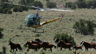 A photo of 10 feral horses (mustang horses) running underneath a helicopter as the Bureau of Land Management rounds them up.