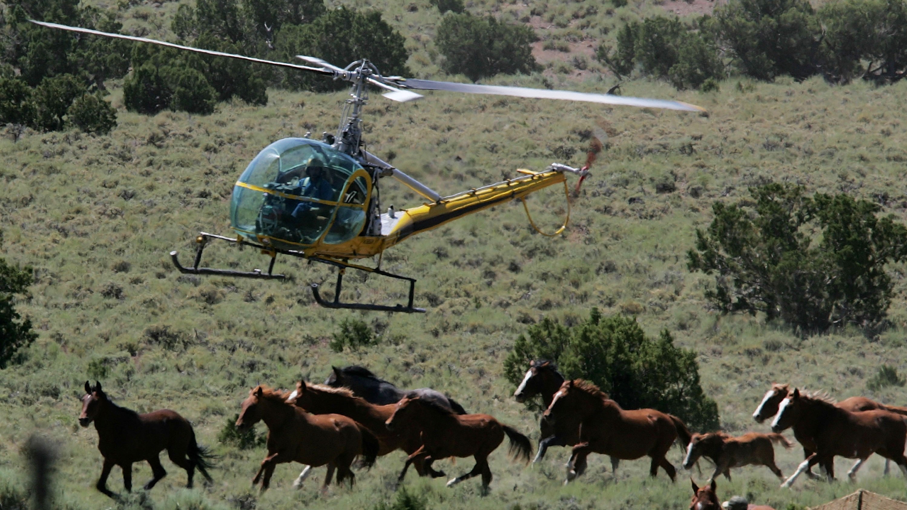 mustangs-facts-about-america-s-wild-horses-live-science