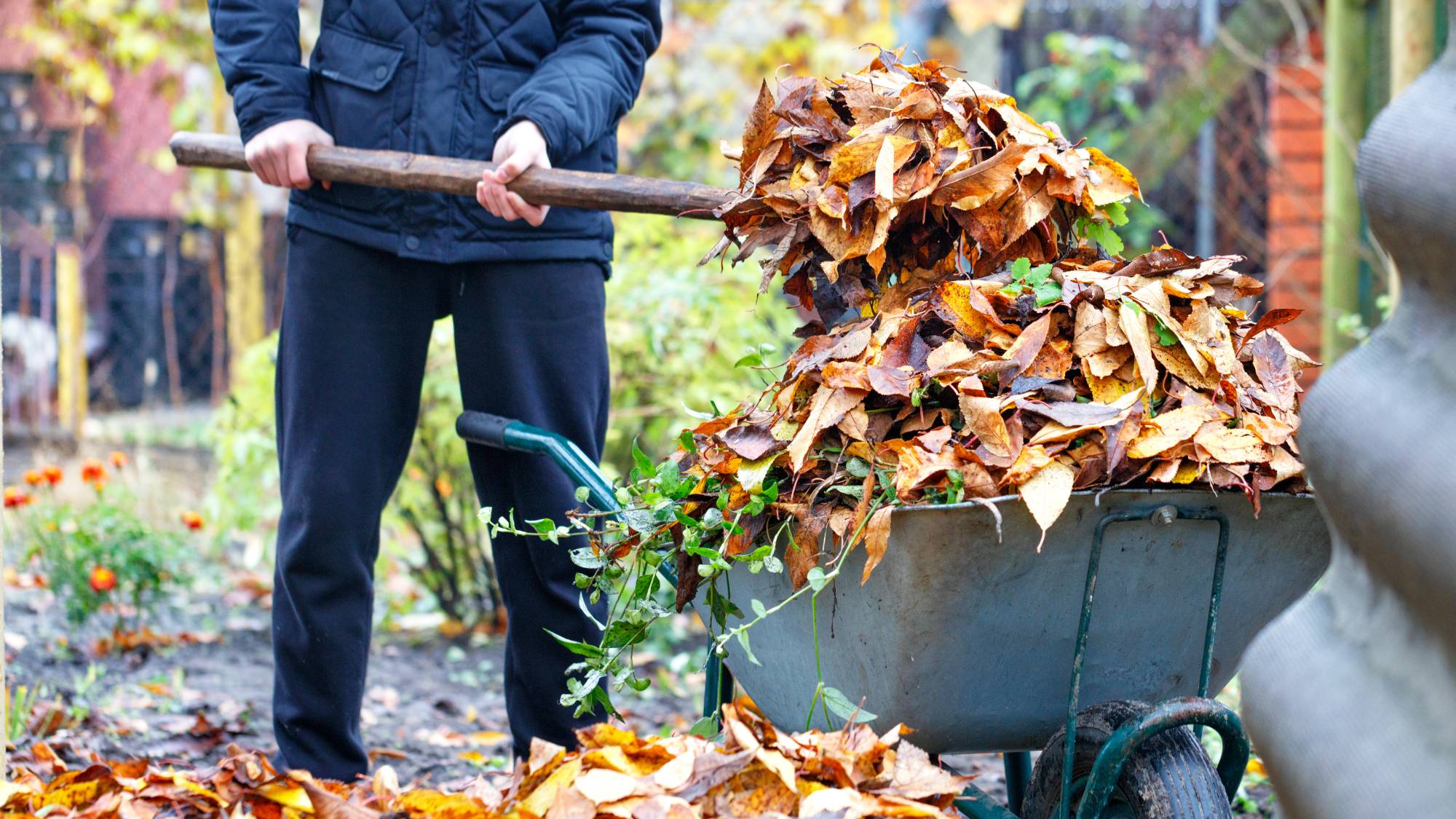 Gardener cleans up leaves to prevent overwintering bugs