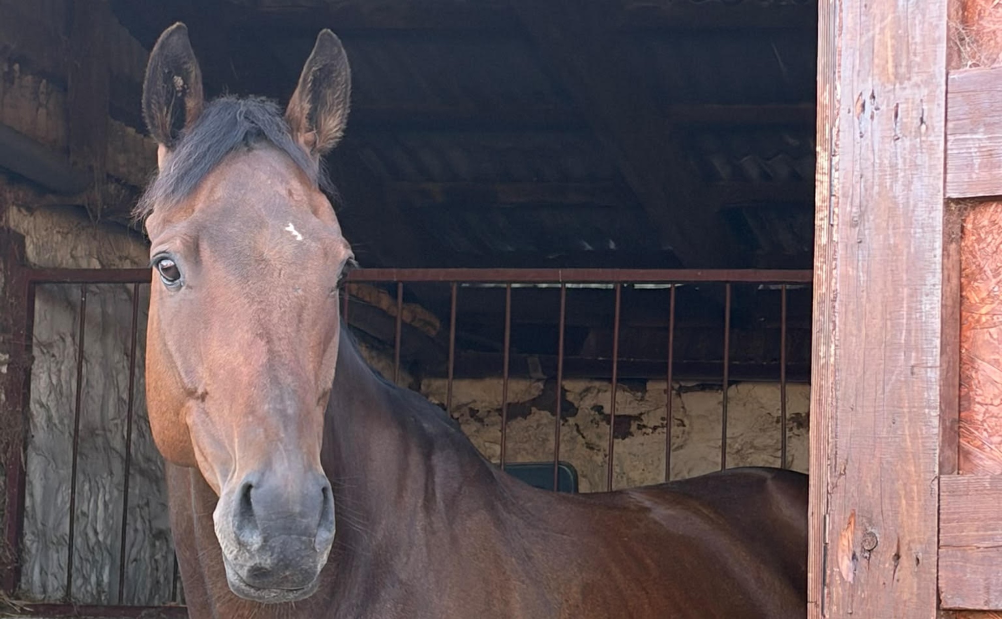 A horse looking over a stable door