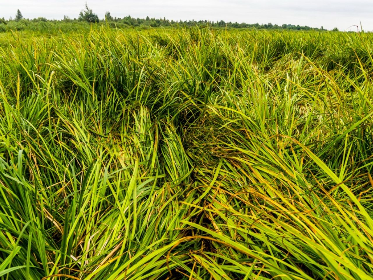 Ornamental Grass