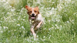 Brittany spaniel running in a meadow