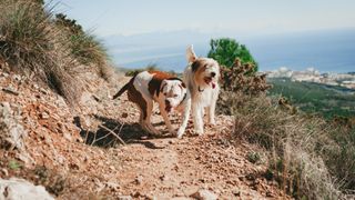 American Bulldog walking with another dog