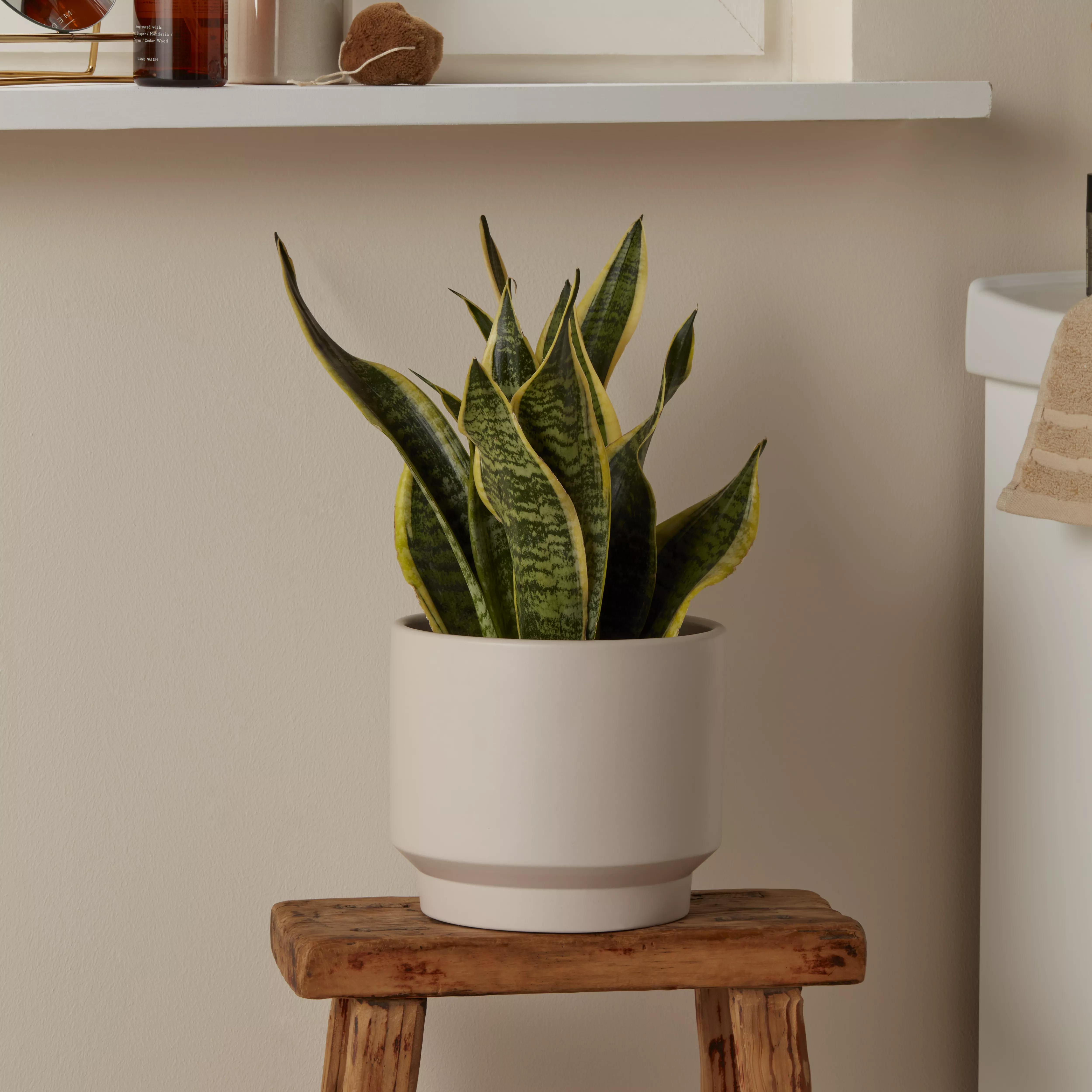 Verve Assorted Snake Plant in Terracotta Plastic Grow Pot