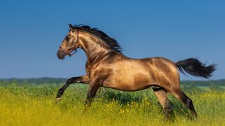 Glossy andalusian horse cantering in field