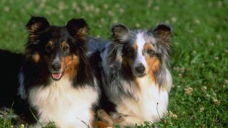 A pair of Shetland sheepdogs