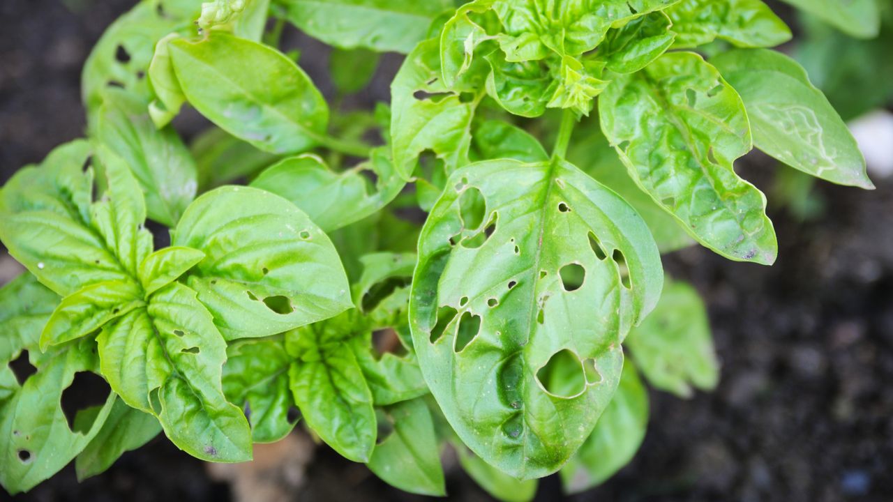 Basil leaves with holes