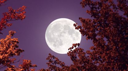 New Moon October 2022: Moon with autumn leaves, stock picture.