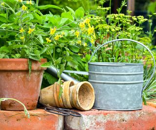 terracotta pots and plants with a galvanized watering can