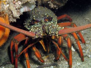 a close-up of a lobster