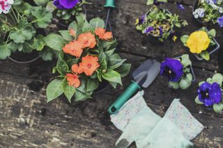 Potted flowers on an outdoor table with a small trowel