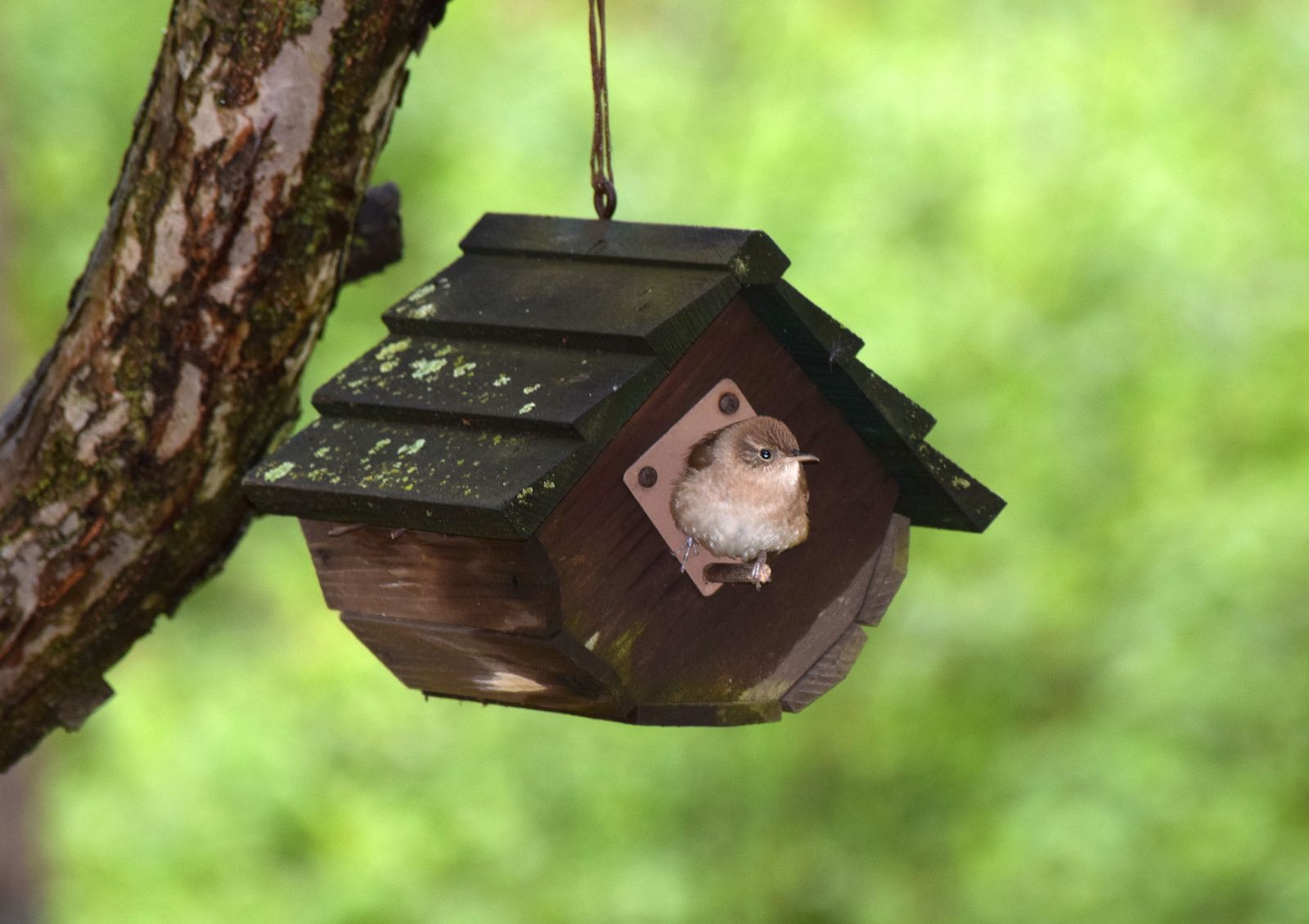 Bird House Ideas: 10 Bird Houses For Your Feathered Friends 