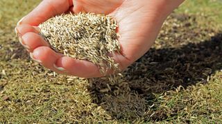 Grass seed being sown over thin and patchy grass