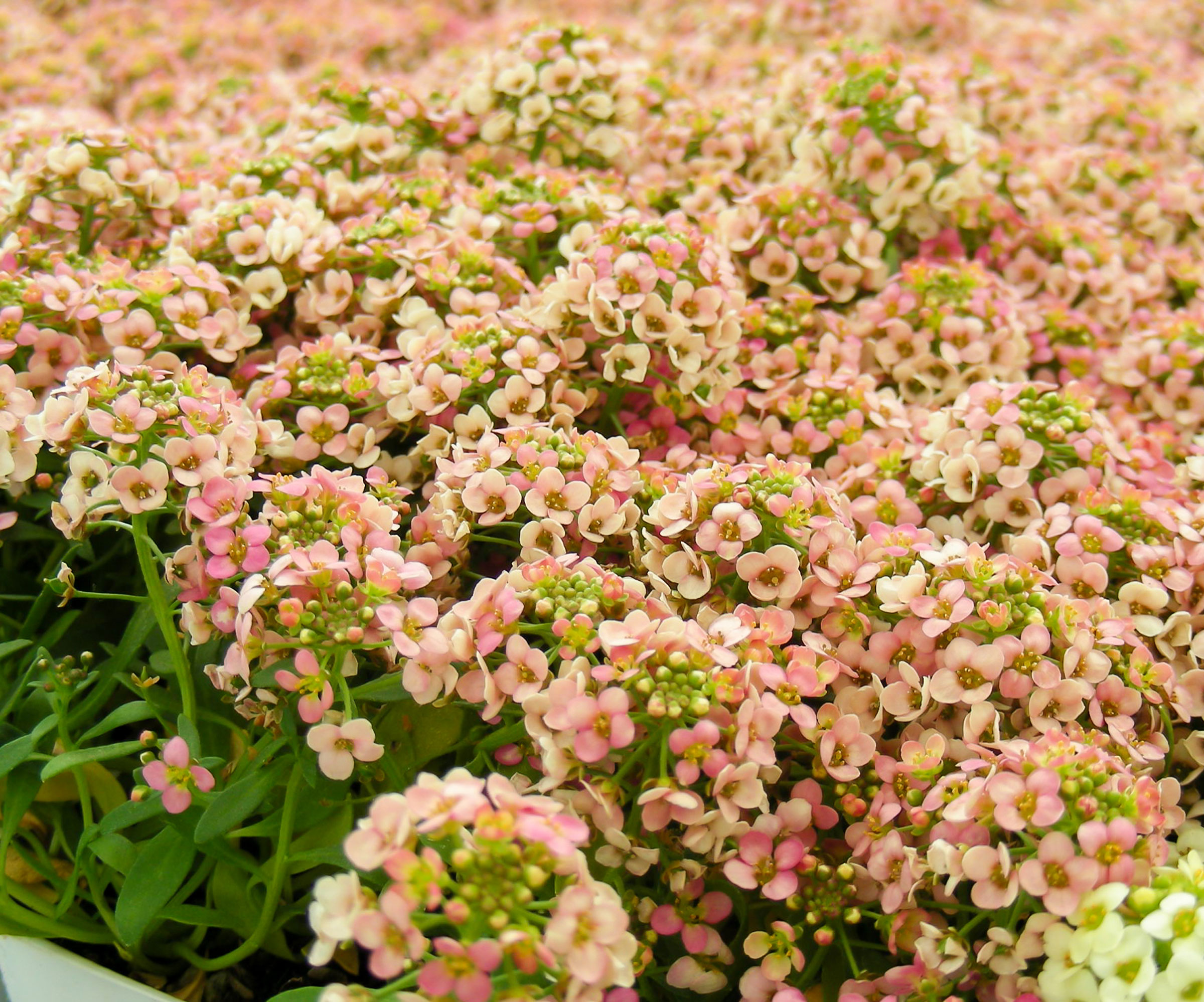 sweet alyssum flowers in garden bed