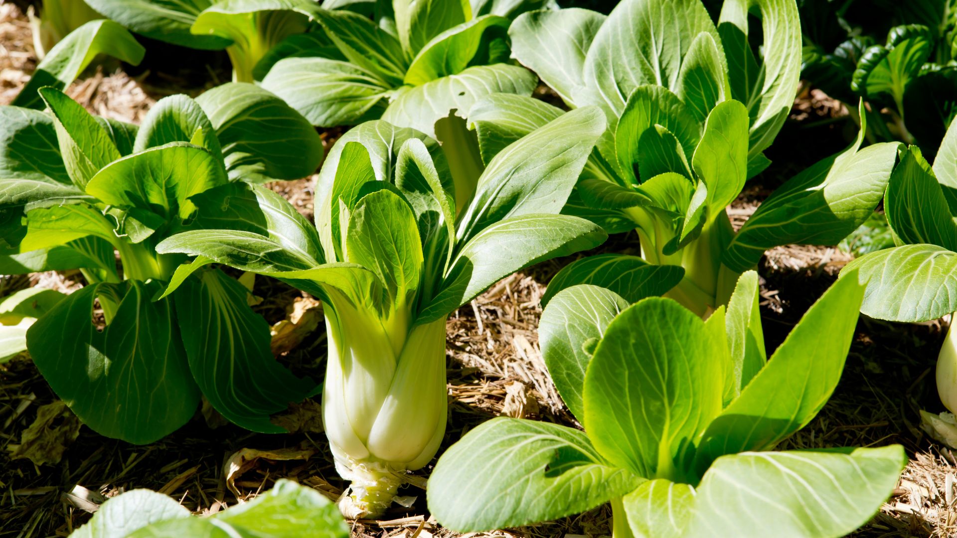 picture of bok choy growing in ground