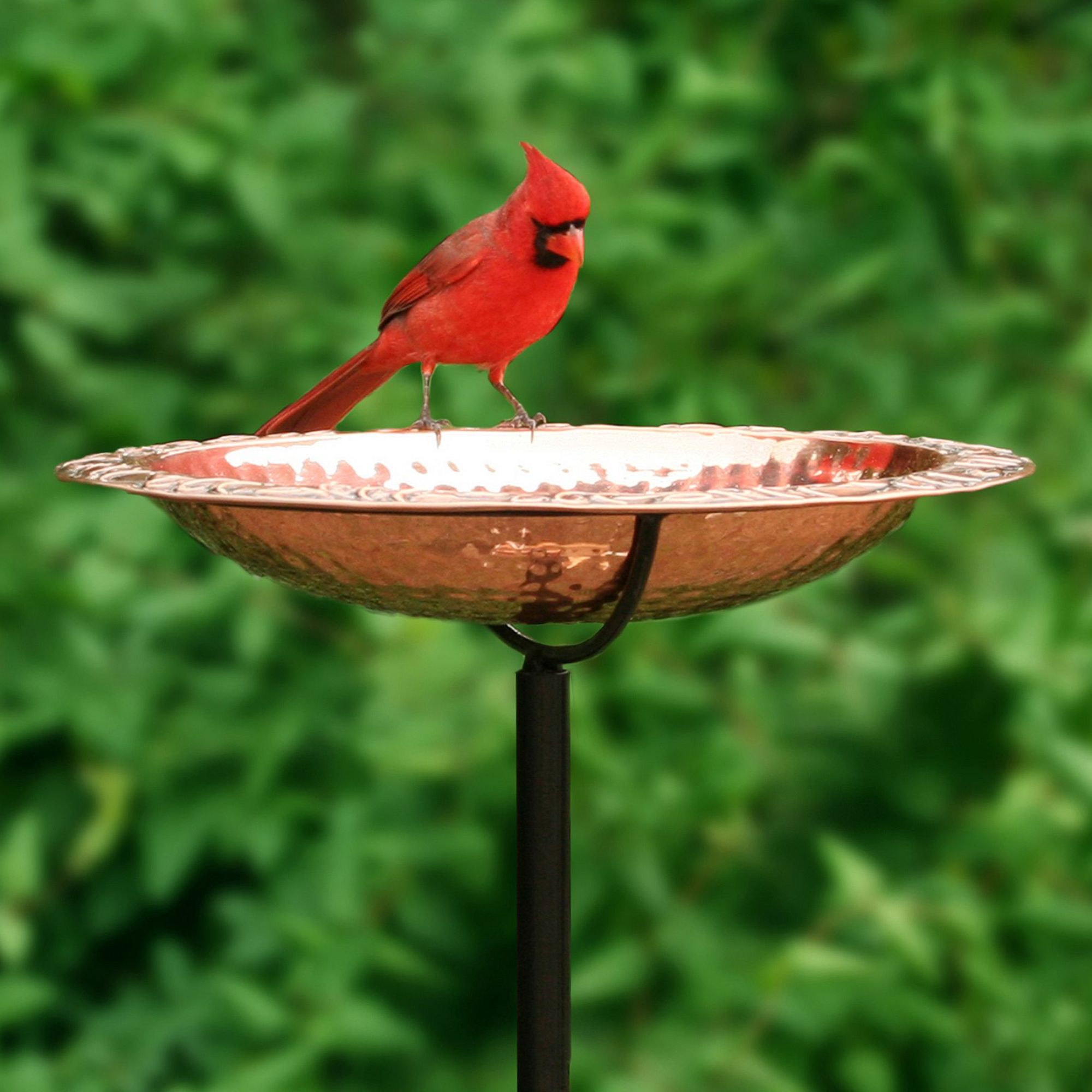 Red bird perched on hammered copper bird bath