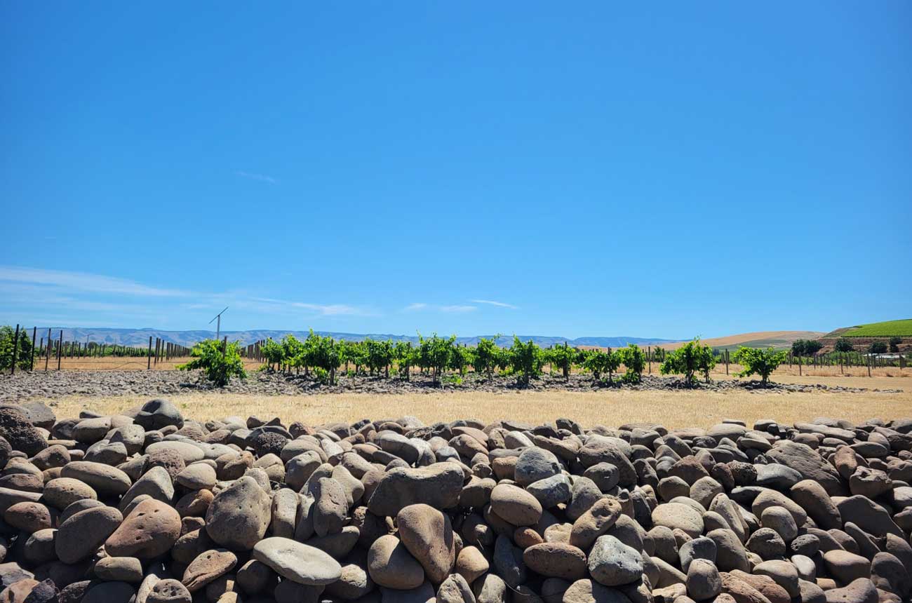 The SJR Vineyard in the Rocks District on the Oregon side of the Walla Walla Valley