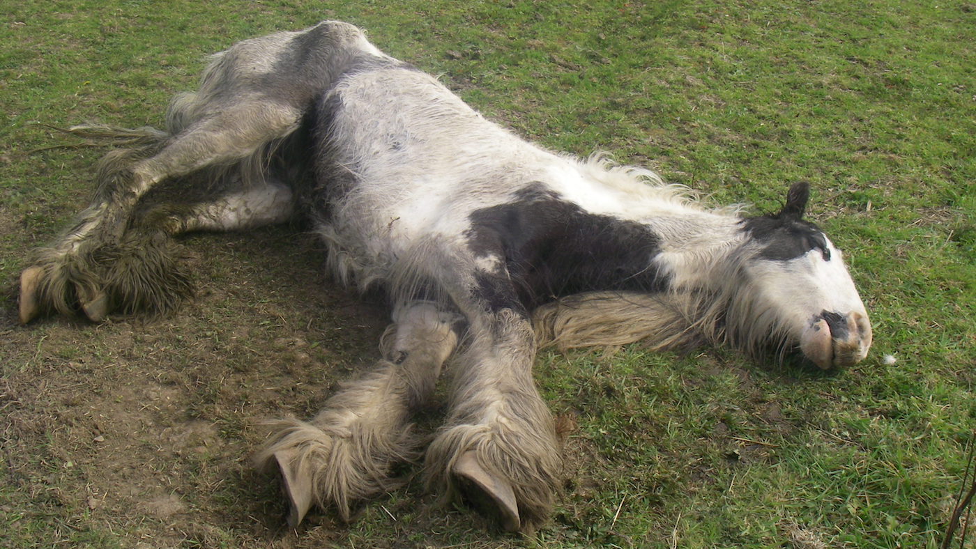 Collapsed-mare-1.jpg