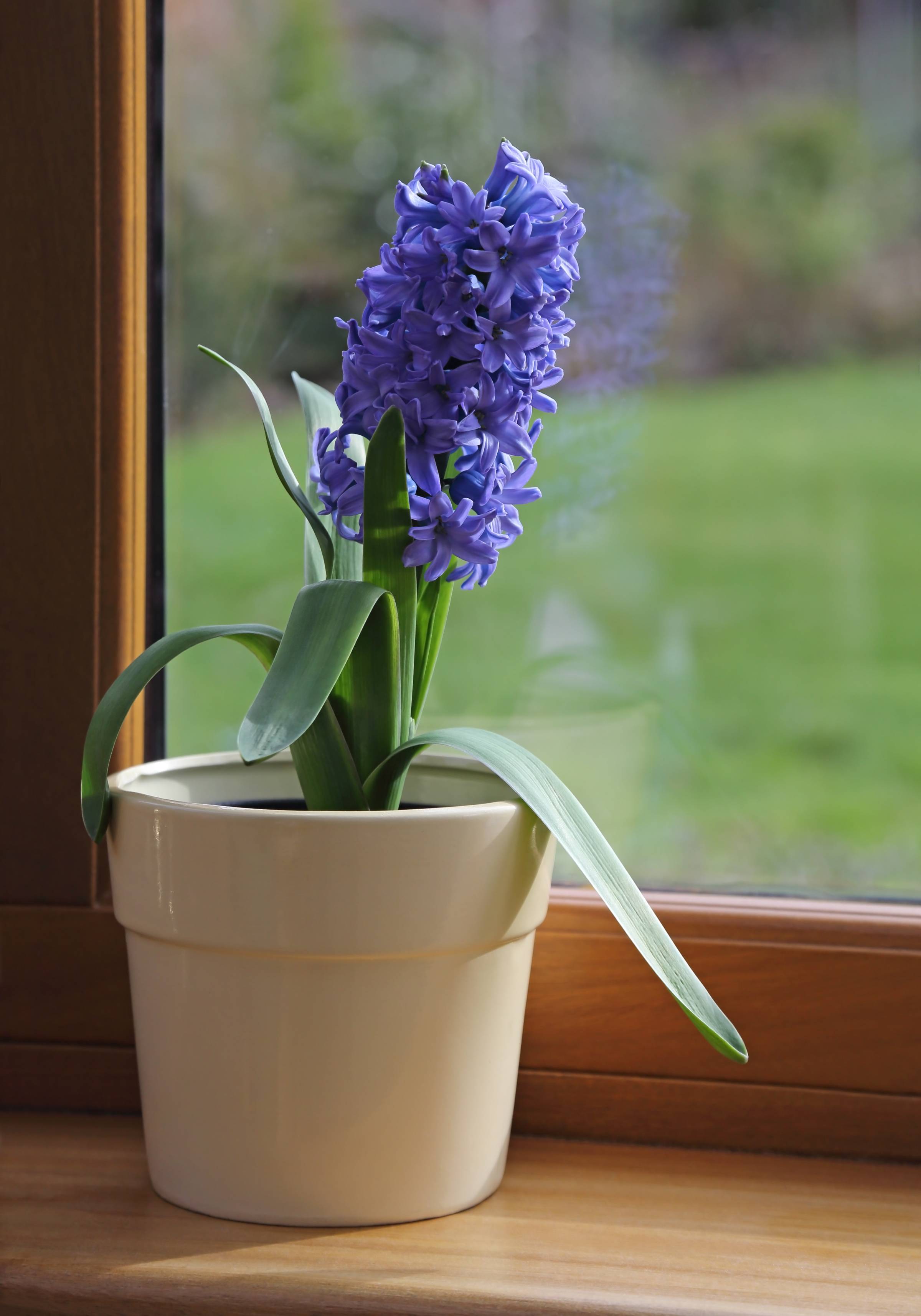 A potted blue hyacinth on a windowsill