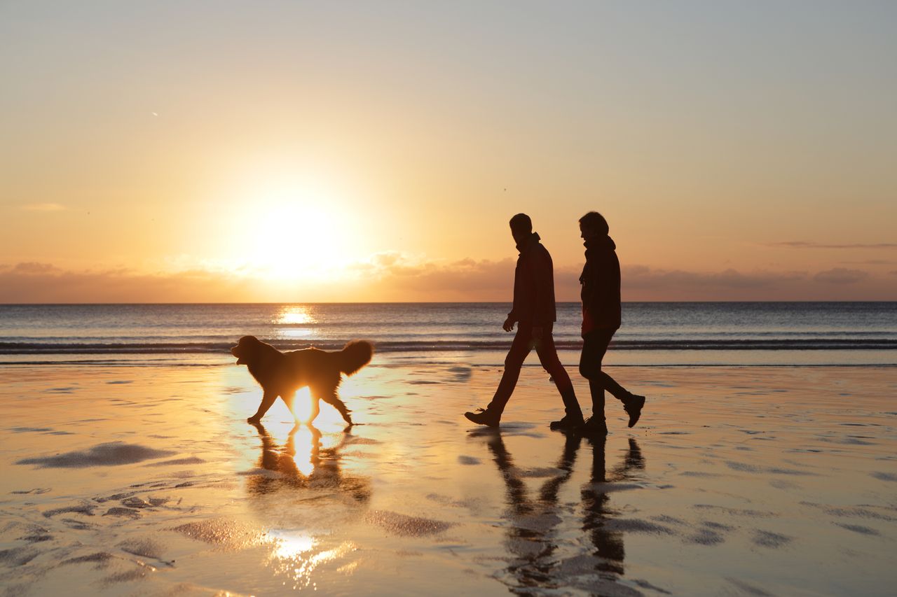 dog on beach