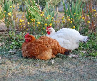 chickens resting in a garden