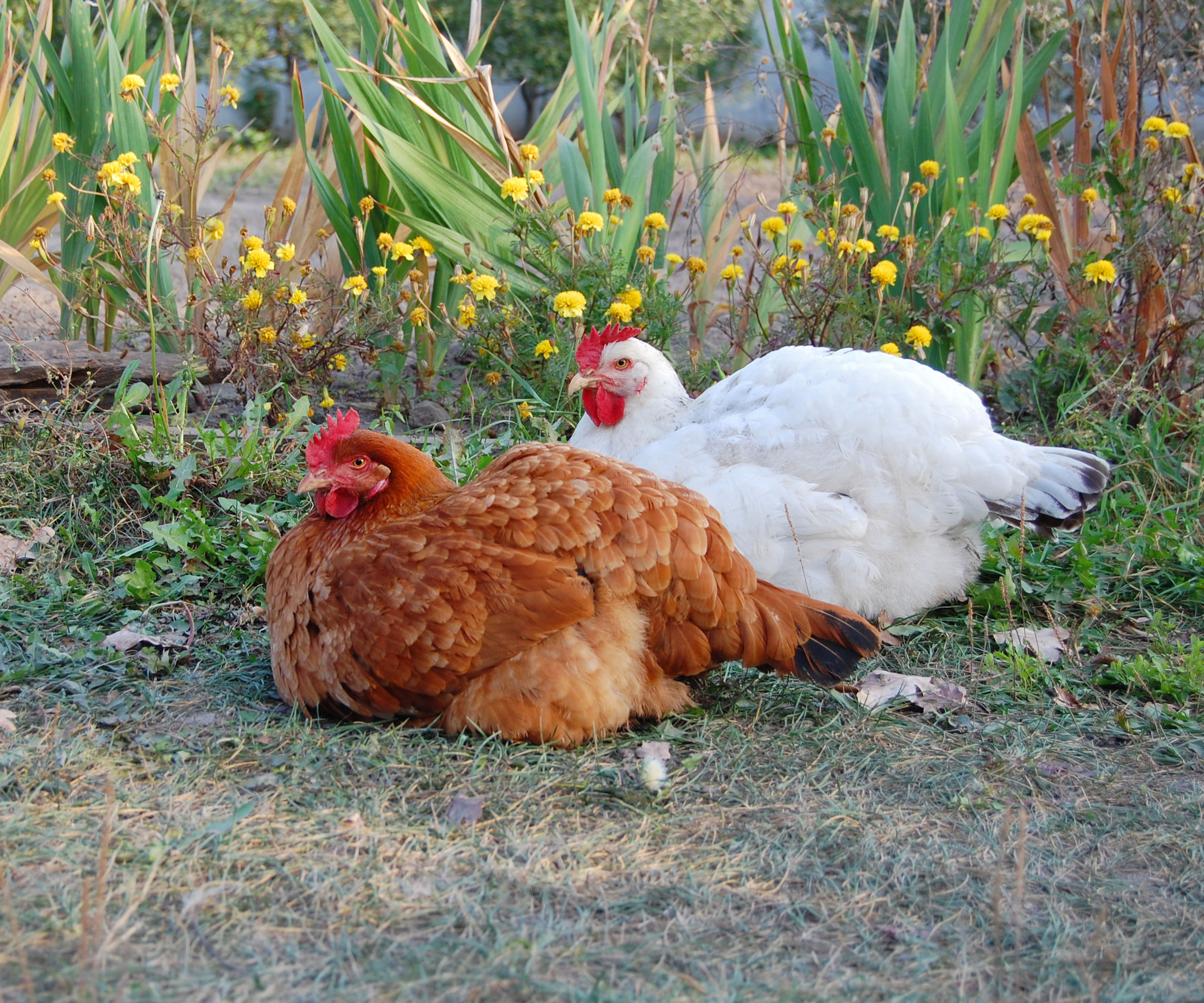 chickens resting in a garden
