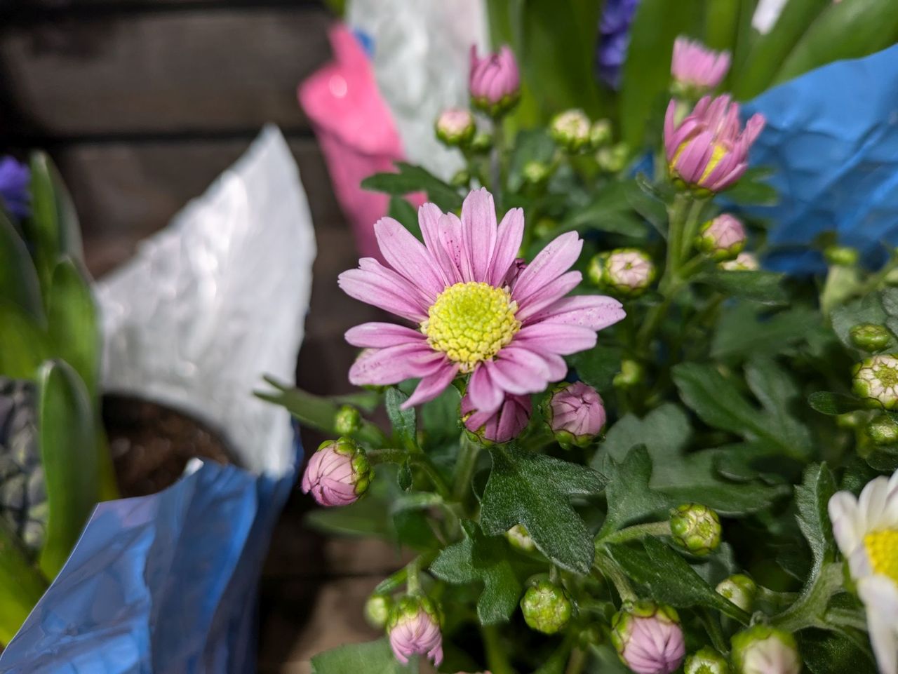 Google Pixel 8a macro sample.