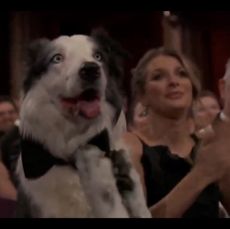 Messi the Dog at the Oscars