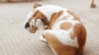 Dog scratching behind its ear with back paw