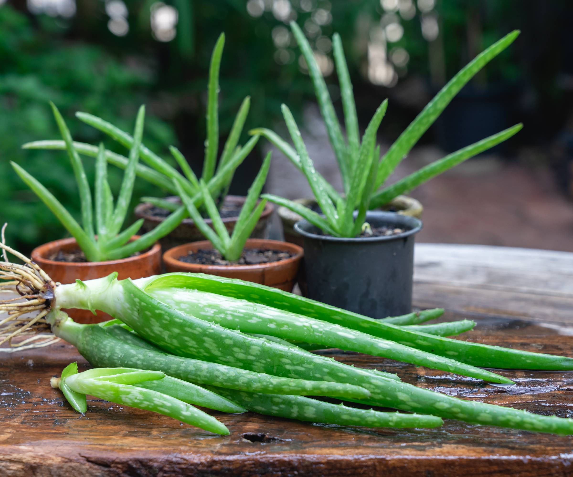 Small potted aloe plants and several rooted pups ready for planting