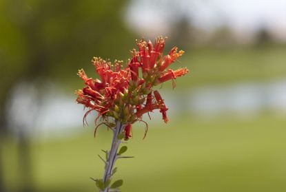 Ocotillo Plant