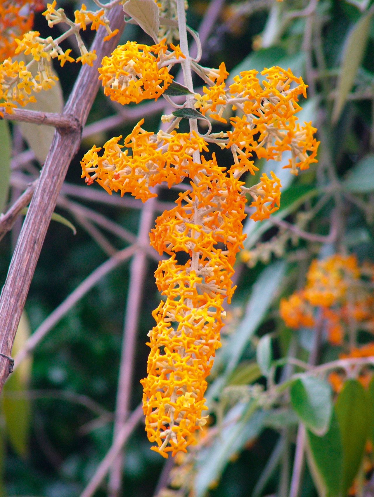 Buddleja madagascariensis produces its orange flowers in January in warmer climates, but needs care to survive an English winter.