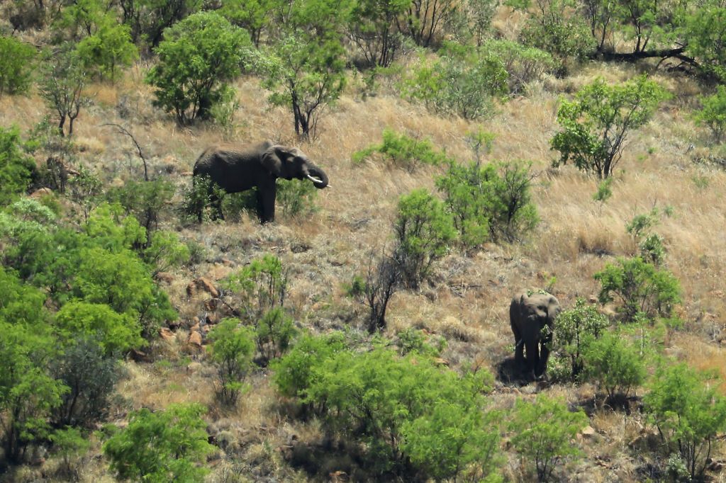 Elephants in South Africa