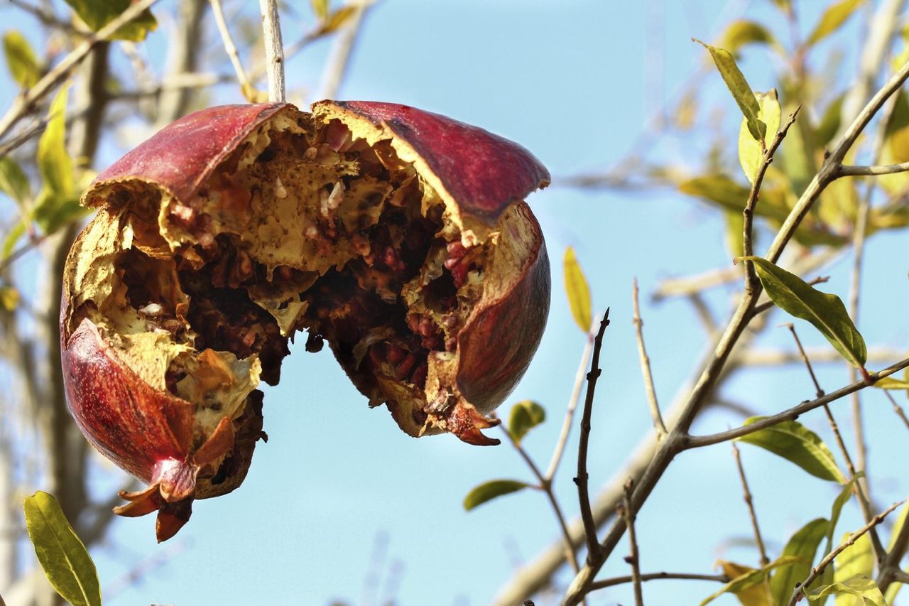 Diseased Pomegranate On Tree