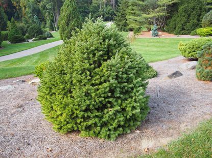 Douglas Fir Tree In Landscape