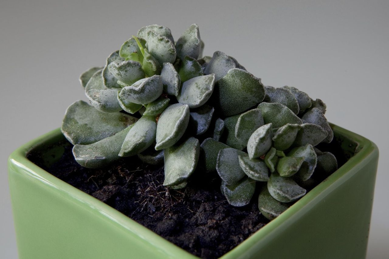 Key Lime Pie Succulent Plant In Green Pot