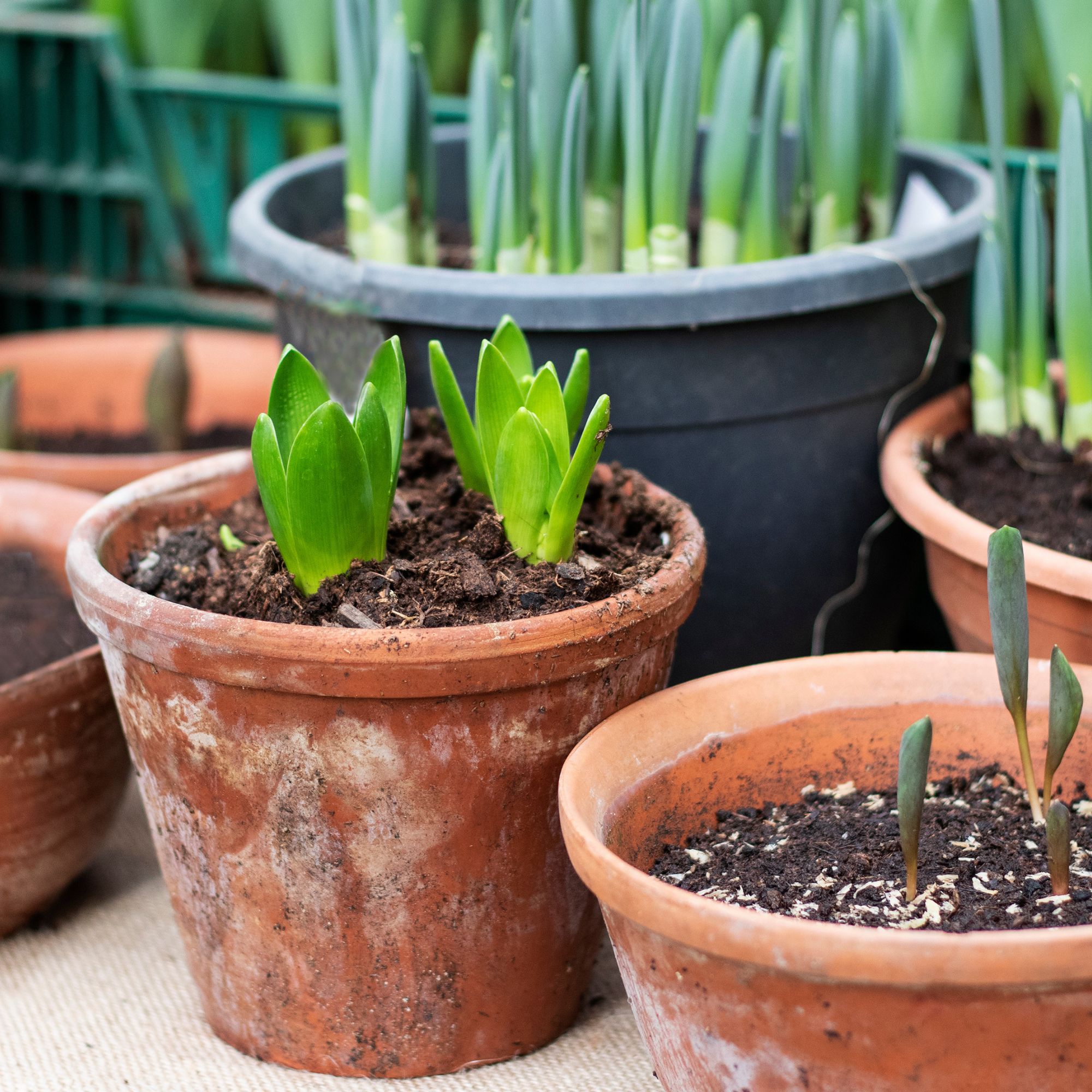spring bulbs in containers