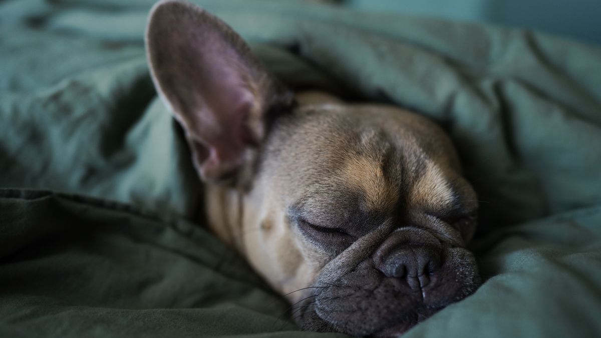 French bulldog sleeping