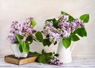 A couple of vases with lilac flowers