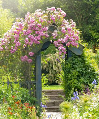 Climbing rose on an archway