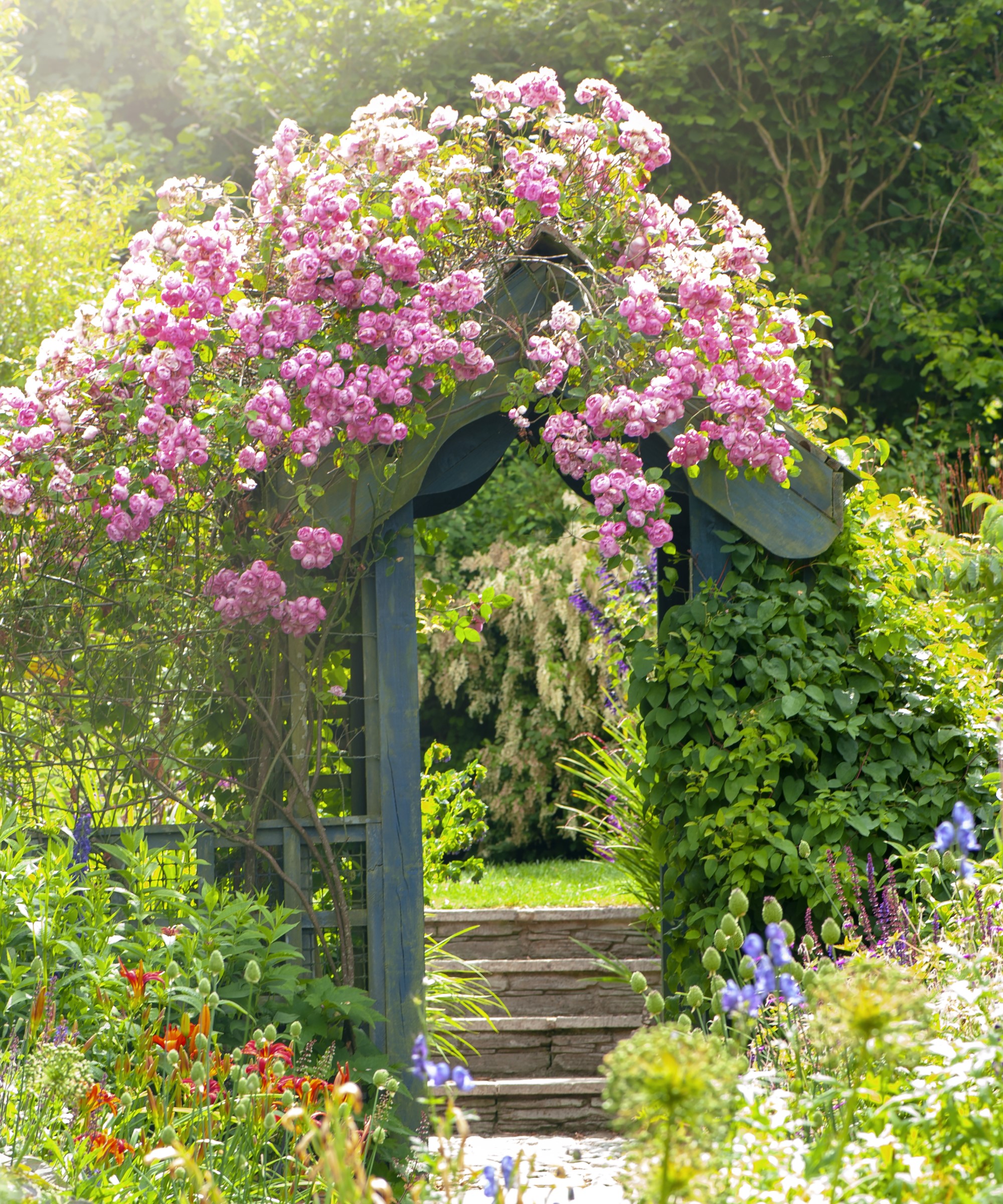 How to train a climbing rose: expert tips for success